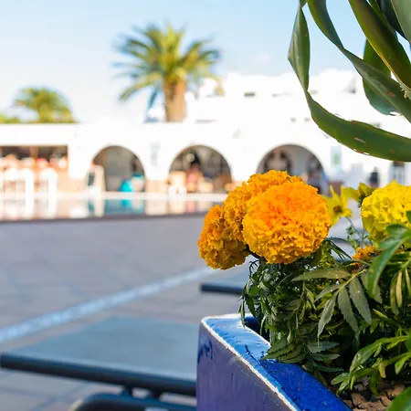 Adelfas Puerto del Carmen (Lanzarote)